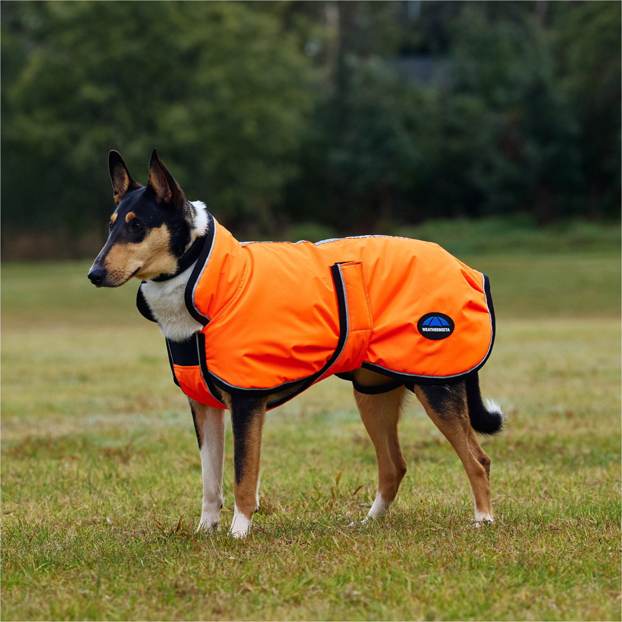 2025 Weatherbeeta Comfitec Reflective 300D Deluxe Showerproof Dog Coat 1029050 - Orange